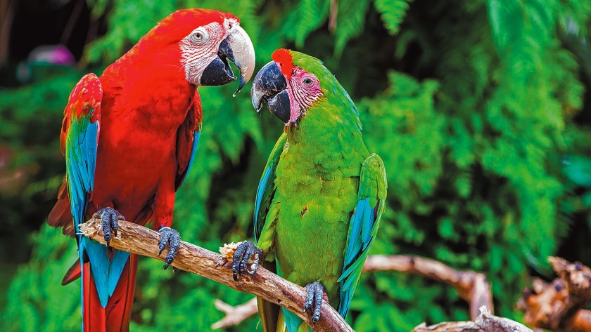 parrots, wild birds